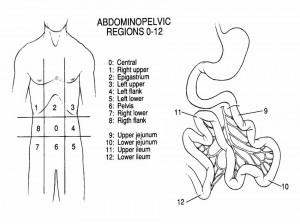 Regiones del abdomen