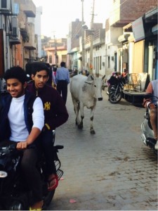 La vaca es animal sagrado en la India. Aquí vemos una paseando por las calles de Rewari